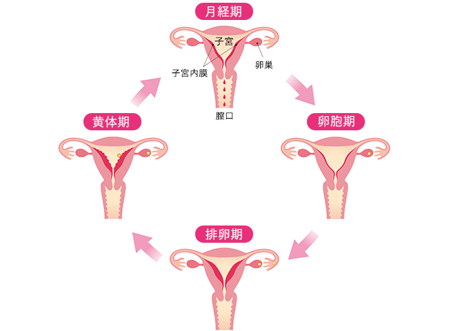 正常な月経周期とは