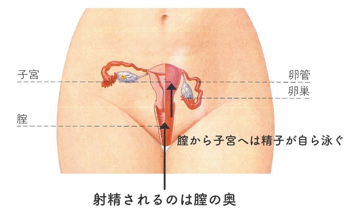 通常の性交 膣の奥で射精された精子が、自らの泳ぎで子宮の中に上っていきます。
