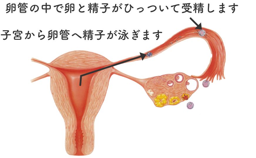 性交と人工授精の共通点 通常の性交でも、人工授精でも、子宮から先は精子は自らの泳ぎで卵管の中の卵に到達し、受精します。なので人工授精も妊娠が成り立つメカニズムは自然妊娠とほぼ同等です。